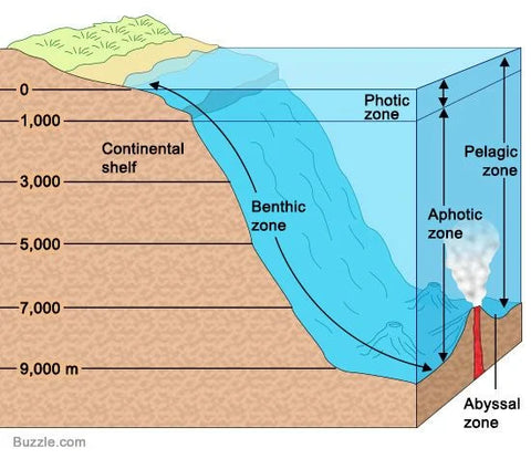 THE BENTHIC ZONE: EXPLORING THE MYSTERIES OF THE OCEAN'S BOTTOM