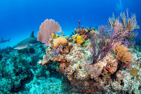 World Ocean Day