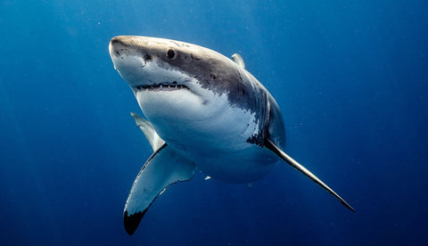 Megalodon