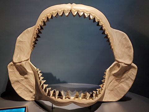 Shark Tooth