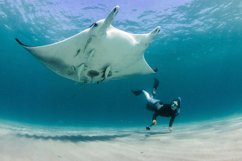 Manta Ray