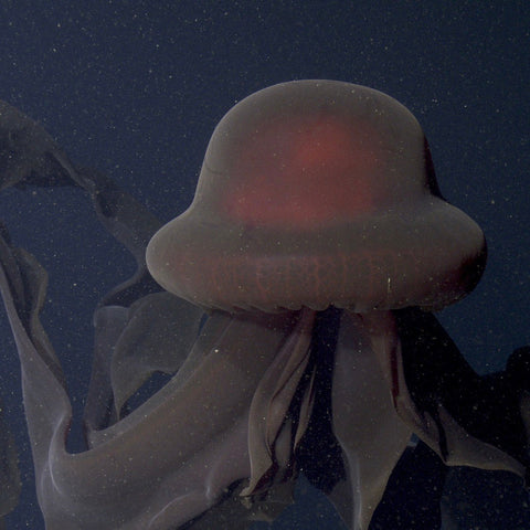 The Alien-Like Anatomy of Deep-Sea Creatures: Strange Adaptations for Dark Environments